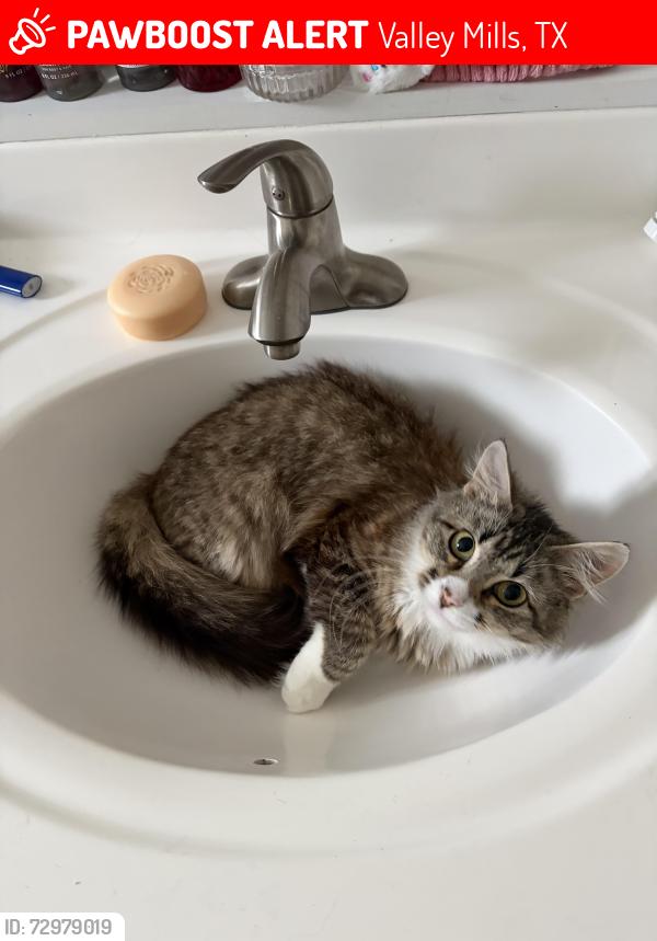 Lost Female Cat last seen Ez pawn, Valley Mills, TX 76689