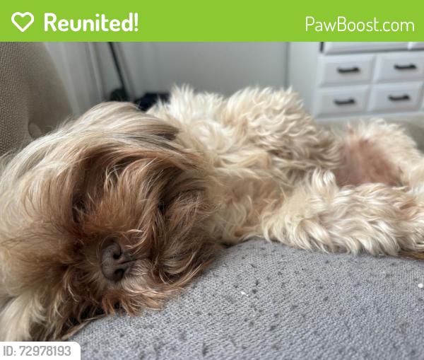 Reunited Male Dog last seen 31st and Glenn , Wichita, KS 67217