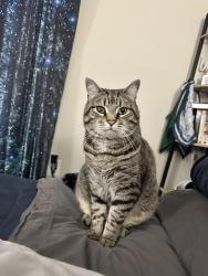 Lost Male Cat last seen Holes Creek Park, Miamisburg, OH 45342