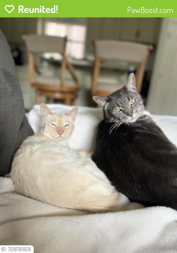 Reunited Male Cat last seen Samaritan ct and fuller lane , Salem, OR 97306