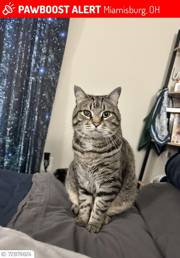 Lost Male Cat last seen Holes Creek Park, Miamisburg, OH 45342