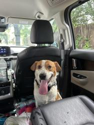 Reunited Male Dog last seen Rainier Rd and Spring Creek Pkwy, Plano, TX 75023