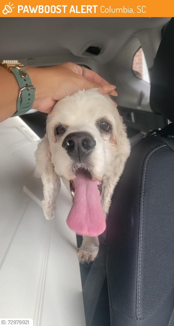 Found/Stray Male Dog last seen Near Winslow Way in Columbia , Columbia, SC 29229