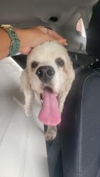 Found/Stray Male Dog last seen Near Winslow Way in Columbia , Columbia, SC 29229