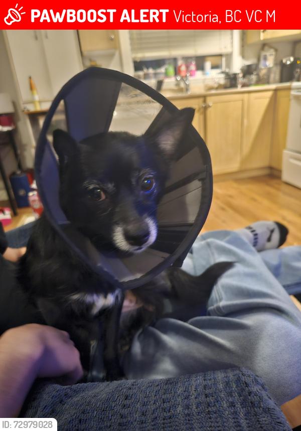 Lost Female Dog last seen Happy valley, Victoria, BC V9C 4M8