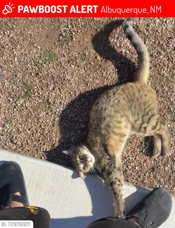 Lost Female Cat last seen Near chick-fil-a by university and gibson, Albuquerque, NM 87106