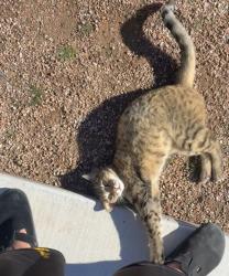 Lost Female Cat last seen Near chick-fil-a by university and gibson, Albuquerque, NM 87106