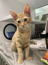 Shelter Stray Male Cat last seen , 593 Fairview Ave N, St Paul, MN 55104, USA