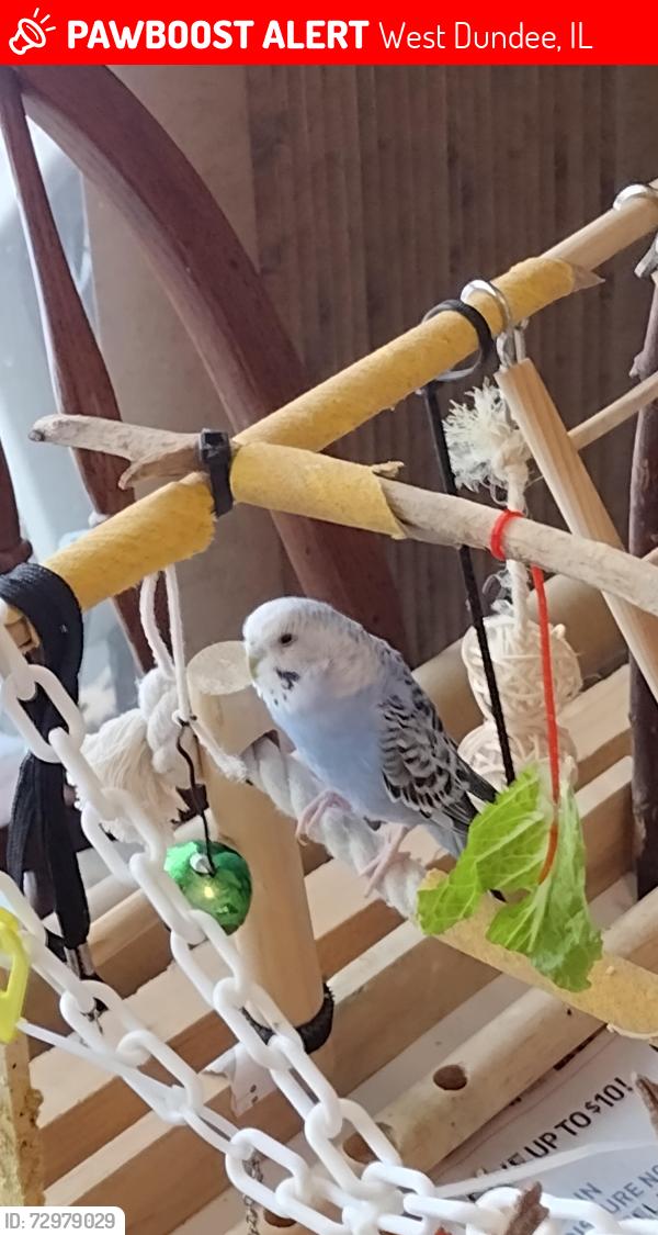 Lost Male Bird last seen Route 31 , West Dundee, IL 60118