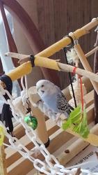 Lost Male Bird last seen Route 31 , West Dundee, IL 60118