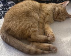 Reunited Female Cat last seen In between Strathern st and Lorne st, near Fair ave. , Los Angeles, CA 91352