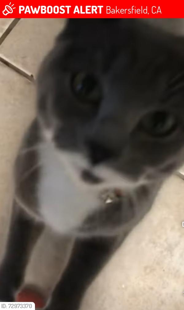 Lost Female Cat last seen Monitor street., Bakersfield, CA 93307