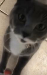 Lost Female Cat last seen Monitor street., Bakersfield, CA 93307