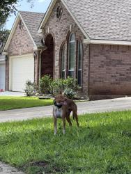 Found/Stray Unknown Dog last seen Travis Drive & Fountainview, McKinney, TX 75072