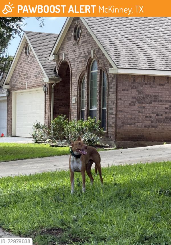 Found/Stray Unknown Dog last seen Travis Drive & Fountainview, McKinney, TX 75072