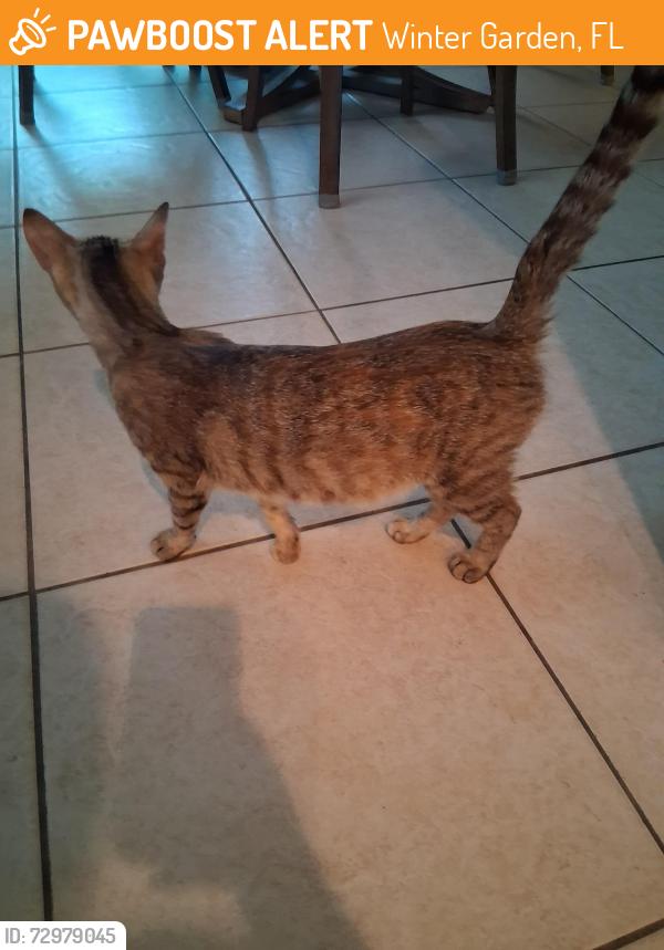 Found/Stray Female Cat last seen Tucker Oaks Development , Winter Garden, FL 34787