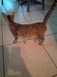 Found/Stray Female Cat last seen Tucker Oaks Development , Winter Garden, FL 34787