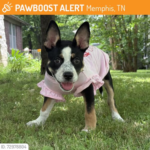 Found/Stray Unknown Dog last seen Avalon, Memphis, TN 38112
