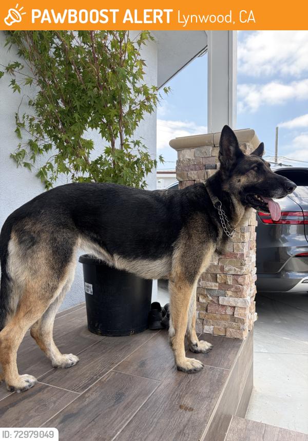 Found/Stray Female Dog last seen Carlin ave, Lynwood, CA 90262