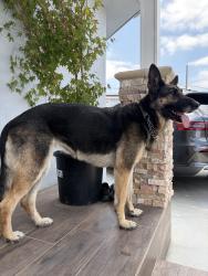 Found/Stray Female Dog last seen Carlin ave, Lynwood, CA 90262