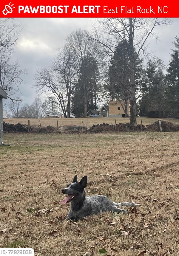 Lost Female Dog last seen  S Mapleton drive, East Flat Rock, NC 28726