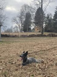 Lost Female Dog last seen  S Mapleton drive, East Flat Rock, NC 28726