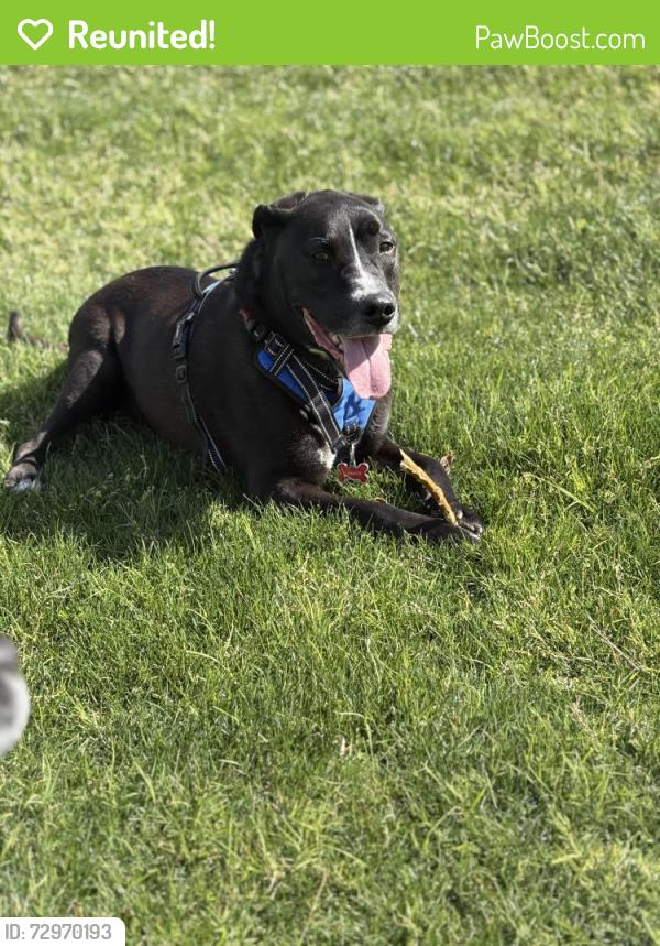 Reunited Male Dog last seen 27th and McDowell , Phoenix, AZ 85008