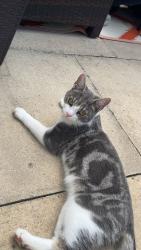 Lost Male Cat last seen Around Lakeside area, North Lincolnshire, England DN16 3WL