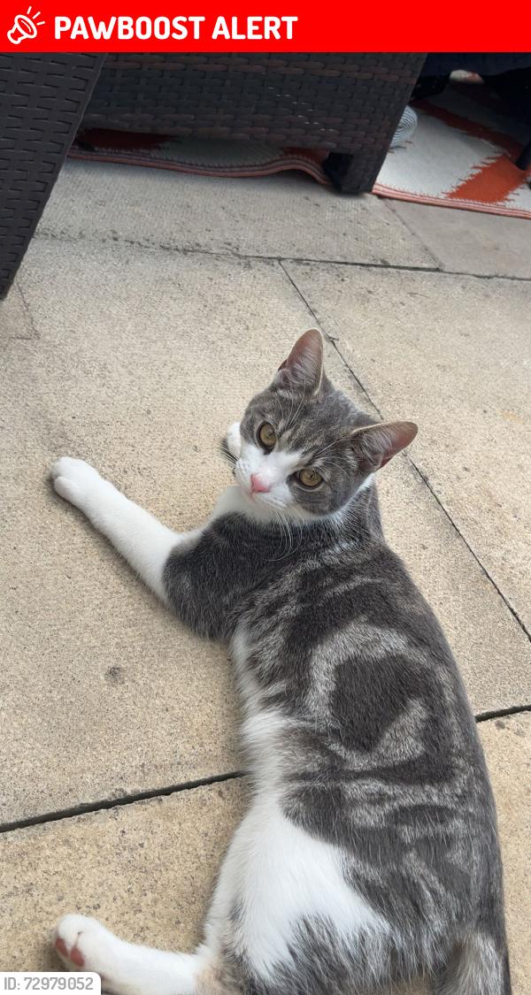 Lost Male Cat last seen Around Lakeside area, North Lincolnshire, England DN16 3WL