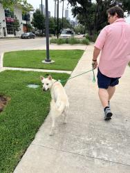 Found/Stray Male Dog last seen Near Celsius, Houston, TX 77004