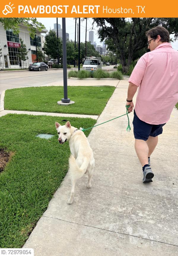 Found/Stray Male Dog last seen Near Celsius, Houston, TX 77004