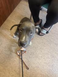 Shelter Stray Male Dog last seen Near BLOCK W FLORISSANT AVE, 1705 S Hanley Rd, Brentwood, MO 63144, USA