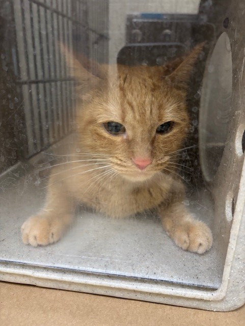 Shelter Stray Unknown Cat last seen , Sanford, FL 32773
