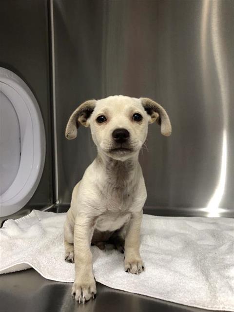 Shelter Stray Male Dog last seen Near BLOCK E OLIVE AVE, FRESNO CA 93728 3610, 5277 E Airways Blvd, Fresno, CA 93727, USA