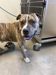Shelter Stray Male Dog last seen Near BLOCK N BLACKSTONE AVE, FRESNO CA 93710 3506, 5277 E Airways Blvd, Fresno, CA 93727, USA