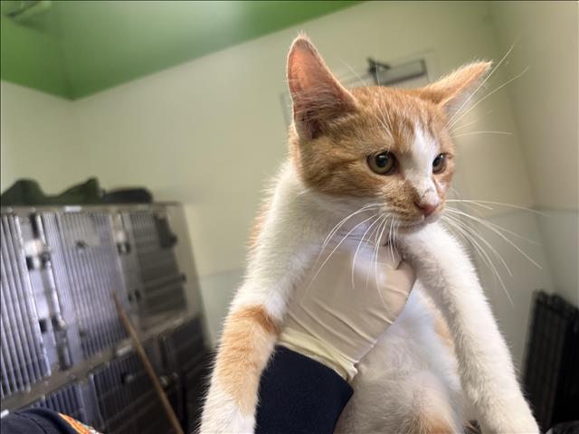 Shelter Stray Male Cat last seen , 1850 W 60th St, Los Angeles, CA 90047, USA
