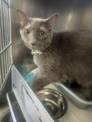 Shelter Stray Unknown Cat last seen 24TH ST / H ST, BAKERSFIELD CA, Bakersfield, CA 93307