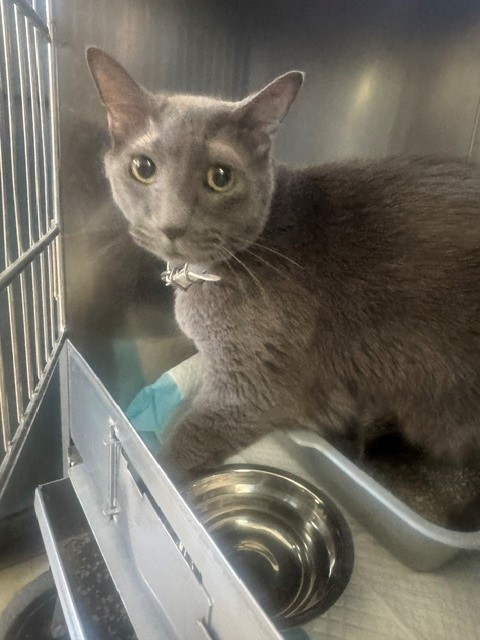 Shelter Stray Unknown Cat last seen 24TH ST / H ST, BAKERSFIELD CA, Bakersfield, CA 93307