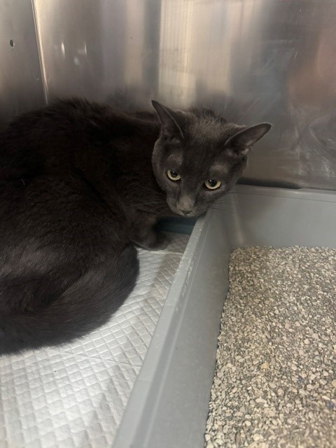 Shelter Stray Unknown Cat last seen 24TH ST / H ST, BAKERSFIELD CA, Bakersfield, CA 93307