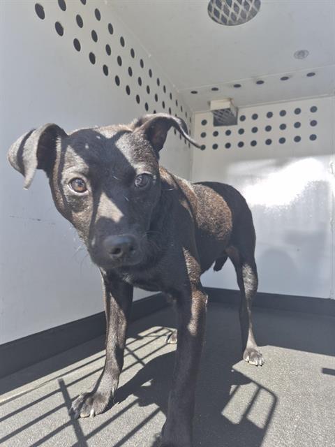 Shelter Stray Male Dog last seen Near BLK MC NUTT ST, BAKERSFIELD CA, Bakersfield, CA 93307