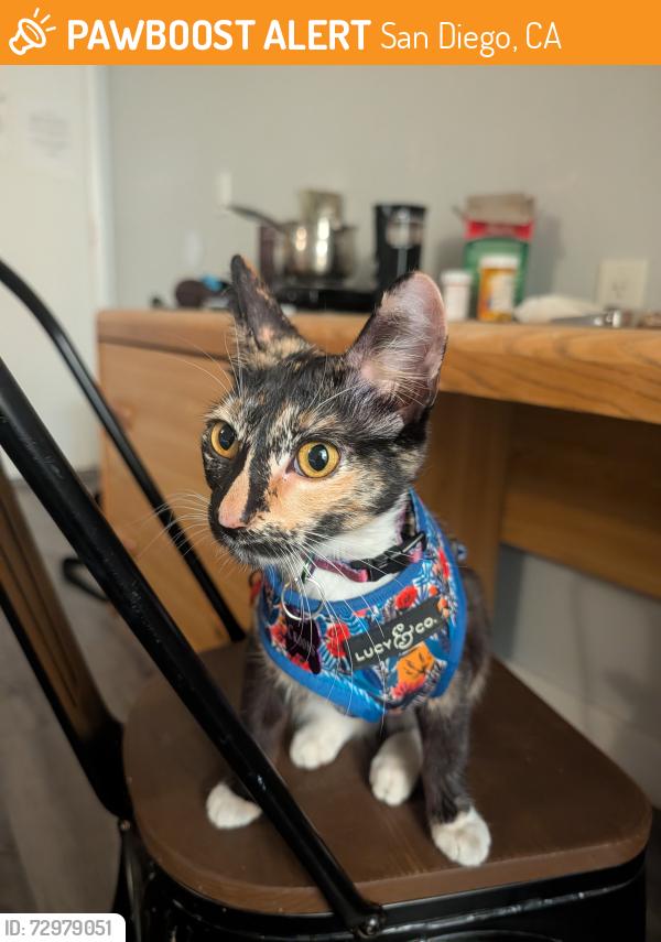 Found/Stray Female Cat last seen E-Z 8 Motel , San Diego, CA 92110