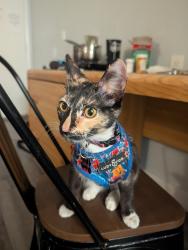 Found/Stray Female Cat last seen E-Z 8 Motel , San Diego, CA 92110