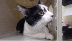 Shelter Stray Male Cat last seen Near BLOCK N KNOX CT, DENVER CO 80204, 1241 W Bayaud Ave, Denver, CO 80223, USA