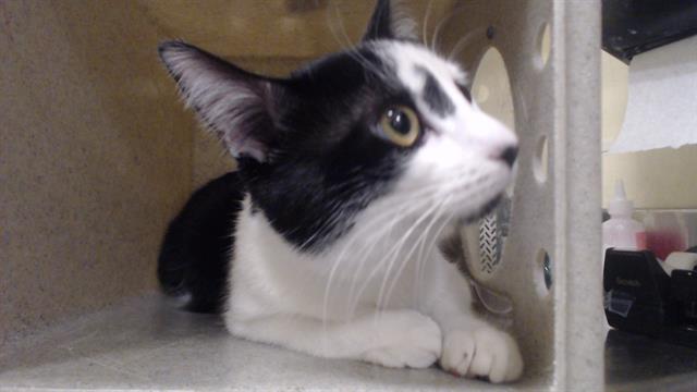 Shelter Stray Male Cat last seen Near BLOCK N KNOX CT, DENVER CO 80204, 1241 W Bayaud Ave, Denver, CO 80223, USA