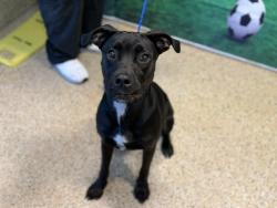 Shelter Stray Female Dog last seen Near BLOCK NW 79 AVE, 3599 NW 79th Ave, Doral, FL 33122, USA