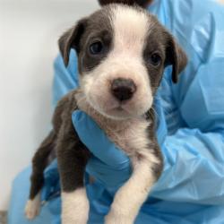 Shelter Stray Female Dog last seen Near BLOCK LORD, 4710 TX-151, San Antonio, TX 78227, USA
