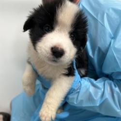 Shelter Stray Male Dog last seen Near BLOCK LORD, 4710 TX-151, San Antonio, TX 78227, USA