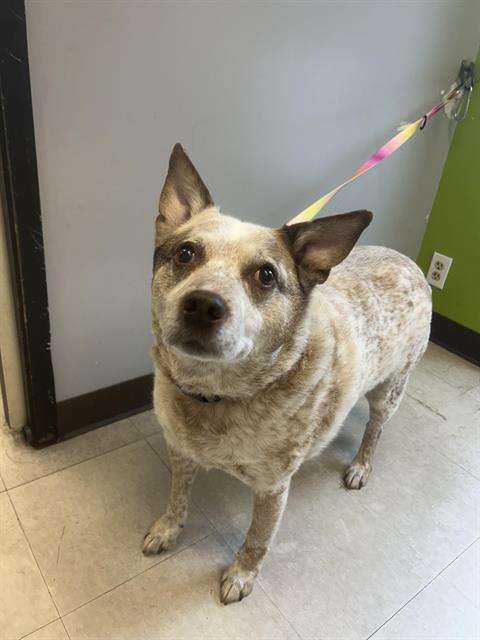 Shelter Stray Male Dog last seen Near BLOCK CEDAR FALLS RD SE, NORTH BEND WA 98045, 21615 64th Ave S, Kent, WA 98032, USA