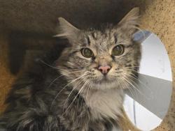 Shelter Stray Unknown Cat last seen Near BLOCK S 212TH ST, KENT WA 98032, 21615 64th Ave S, Kent, WA 98032, USA