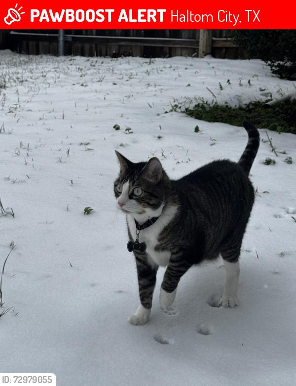 Lost Male Cat last seen Silver sage , Haltom City, TX 76137